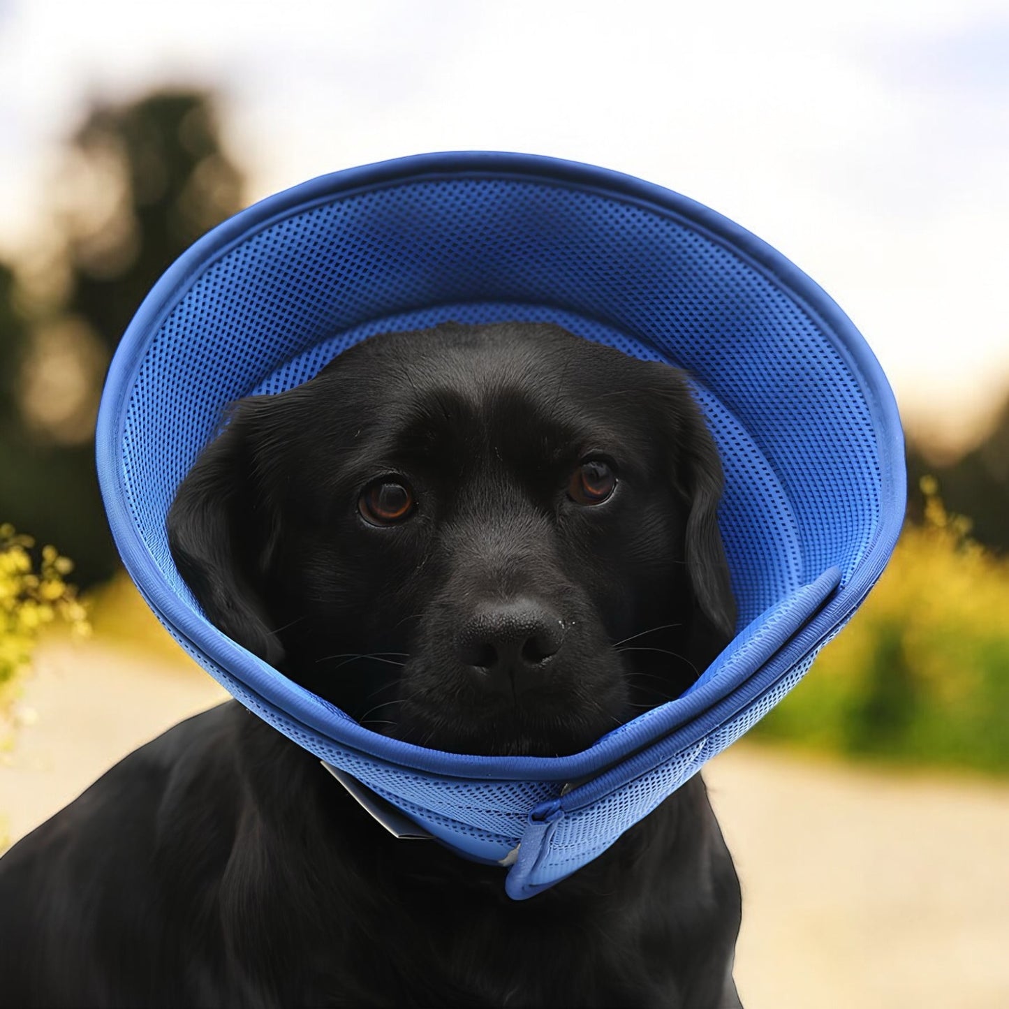 SOFT ANTI-BITE PROTECTIVE COLLAR FOR DOGS/CATS (4 Variants)