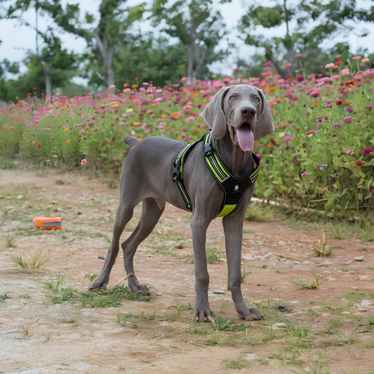CINGHIA TORACICA PER CANI (5 Varianti)