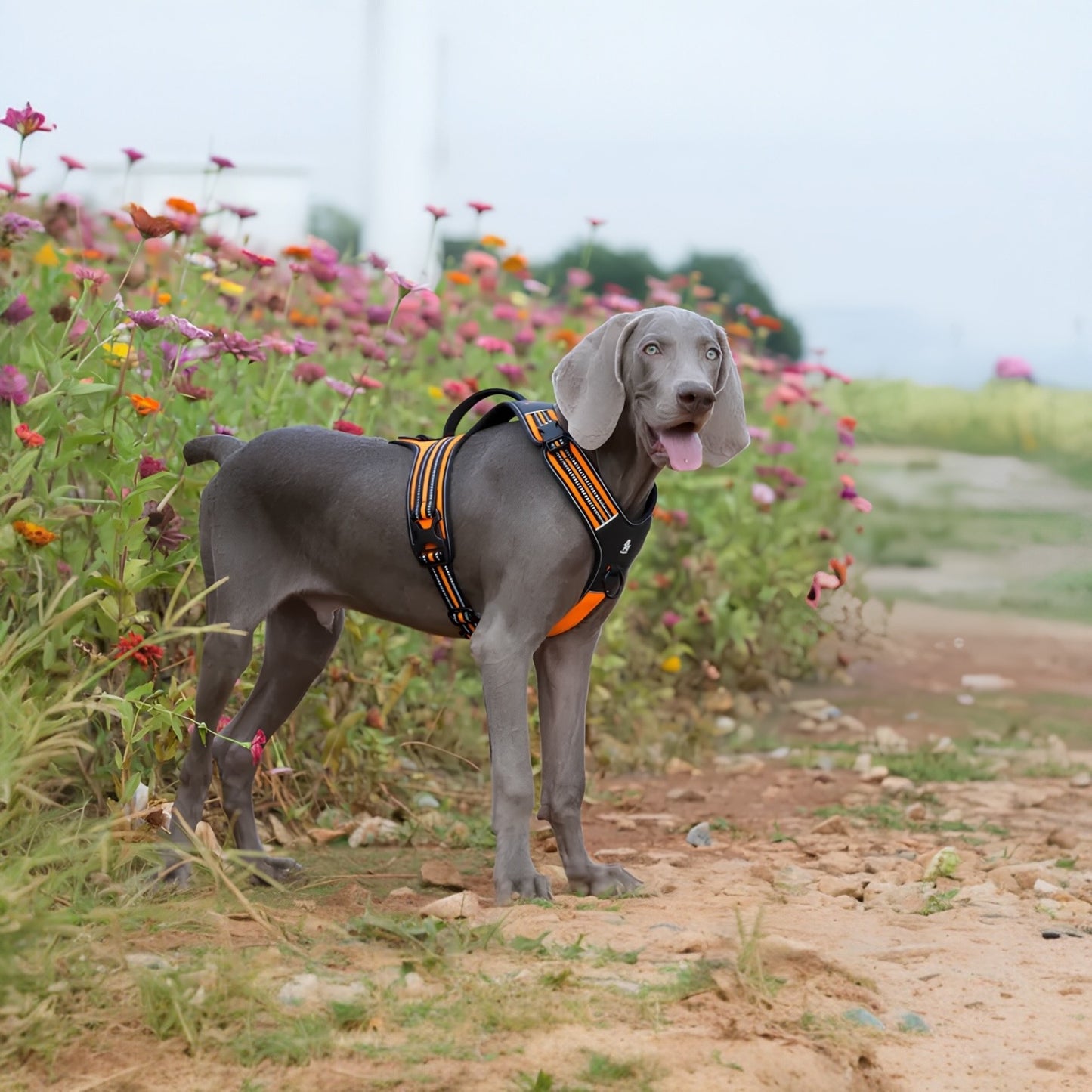 CINGHIA TORACICA PER CANI (5 Varianti)