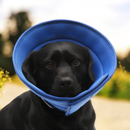 COLLARE PROTETTIVO MORBIDO ANTI-MORSO PER CANI/GATTI (4 Varianti)